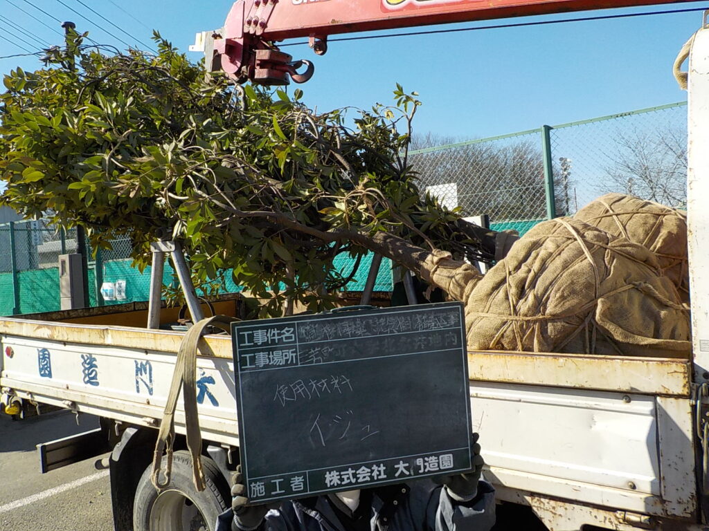 三芳町 埼玉県トラック協会 記念樹寄贈 植栽樹木 イジュ