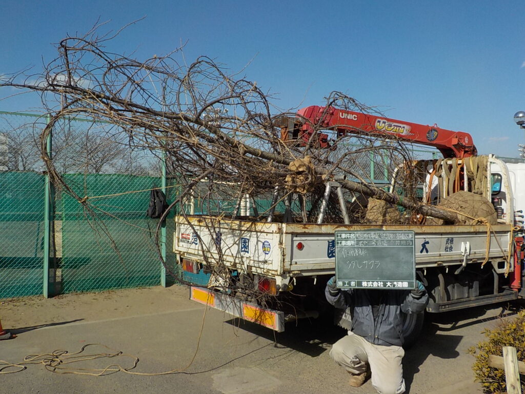 三芳町 埼玉県トラック協会 記念樹寄贈 シダレザクラ