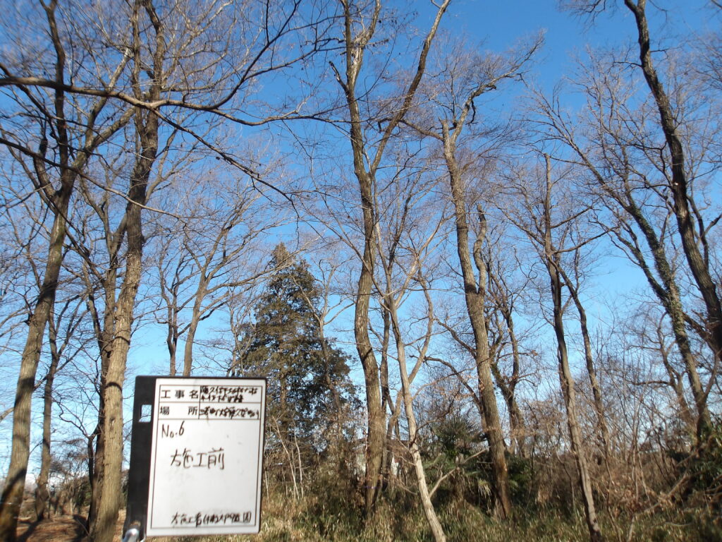 三芳町 ナラ枯れ樹 伐採前