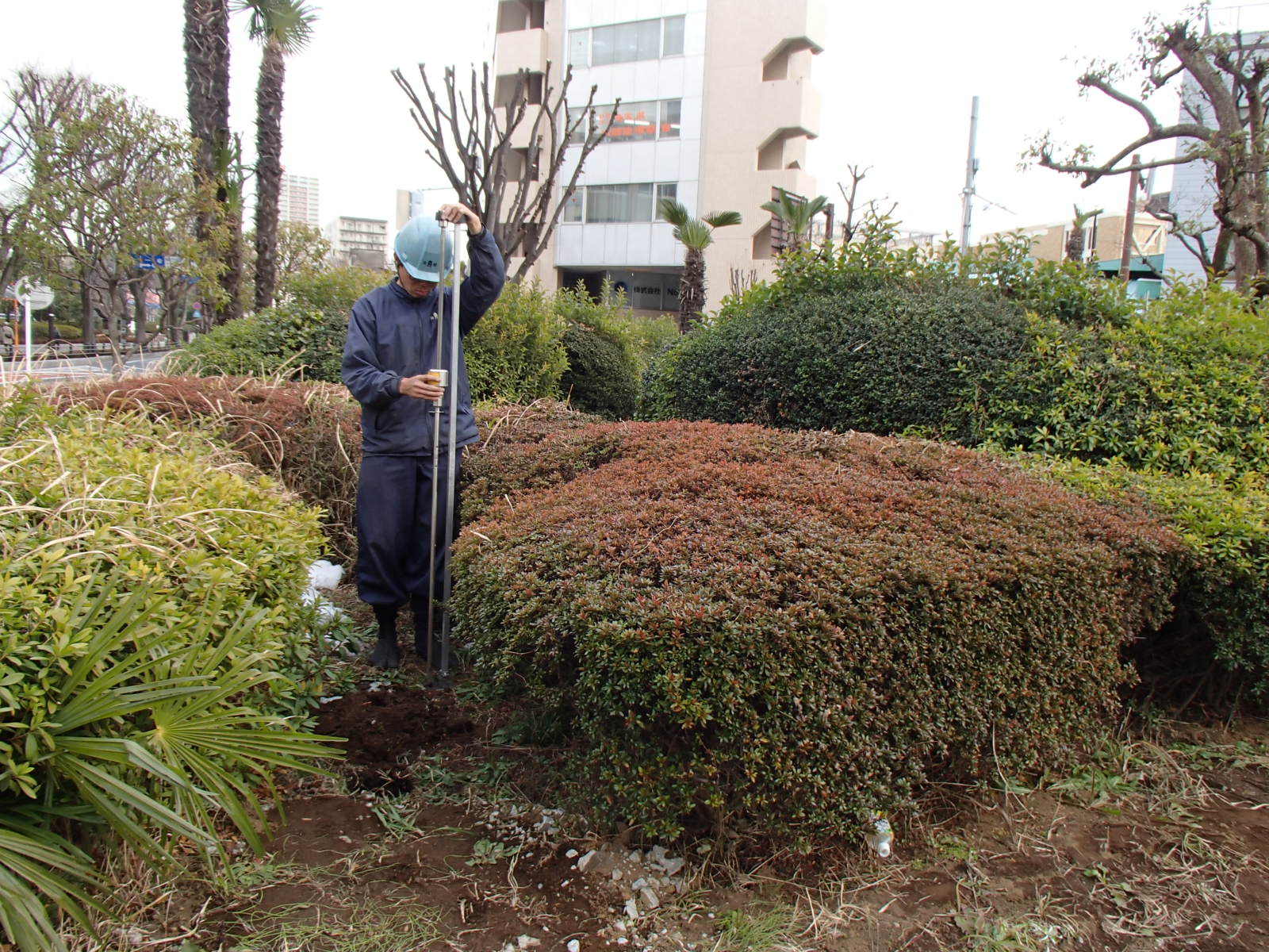 浦和区｜【調査診断】広場修景工〔ケヤキ植栽〕植栽基盤診断