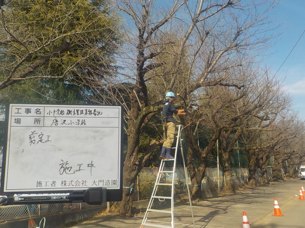 三芳町 小学校樹木剪定 作業中