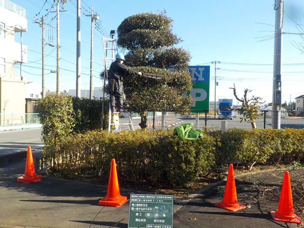 鶴ヶ島市　県営住宅　樹木剪定