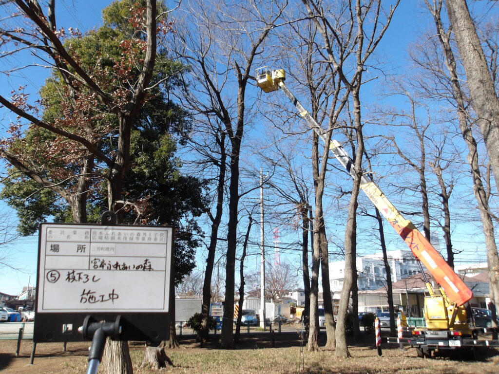 三芳町　維持管理　高木の枝下ろし作業