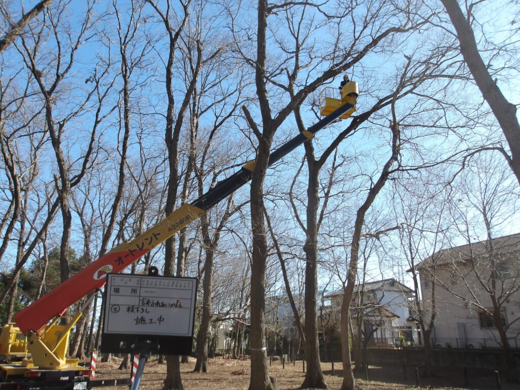 三芳町　維持管理　公園　支障枝　剪定　施工中