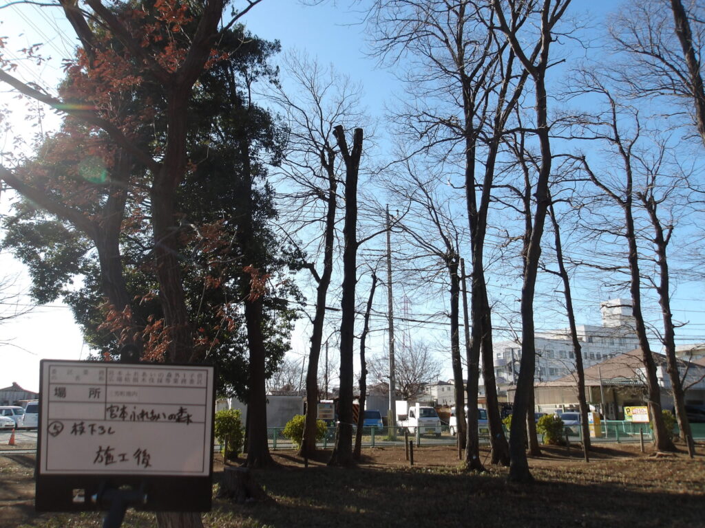 三芳町　維持管理　公園　支障枝　剪定　施工後