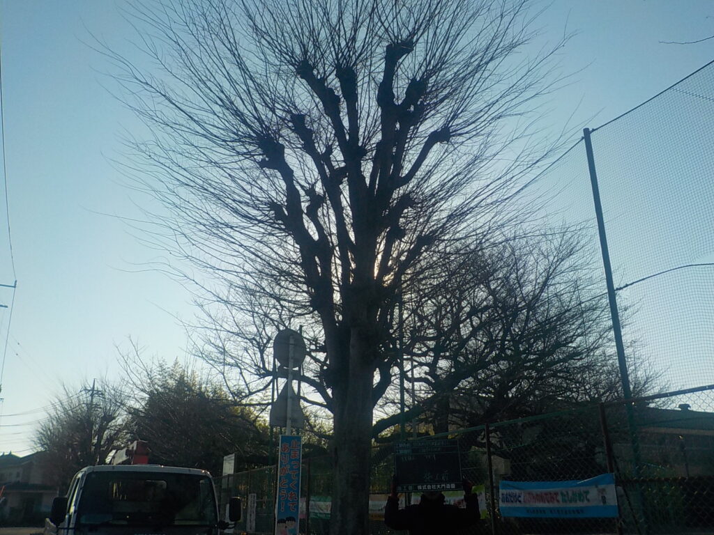 三芳町　街路樹　伐採　施工前