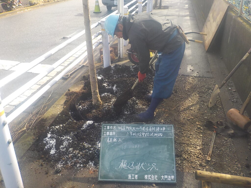 三芳町|【土木工事】町道歩道修繕 三芳町 街路樹 更新 植栽状況
