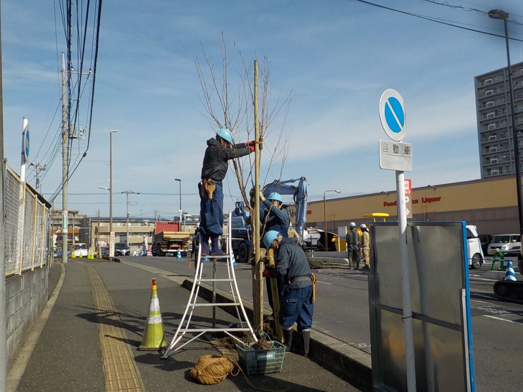 三芳町　植栽　ジンダイアケボノ