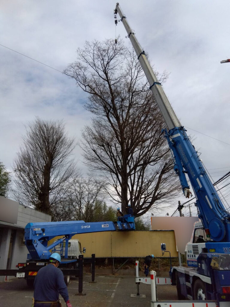 三芳町　維持管理　ケヤキ　剪定　枝下ろし　施工状況
