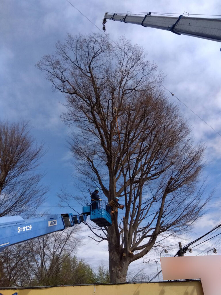 三芳町　維持管理　ケヤキ　剪定　枝下ろし　施工状況