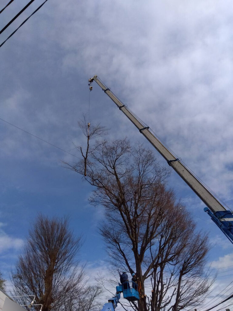 三芳町　維持管理　ケヤキ　剪定　枝下ろし　施工状況