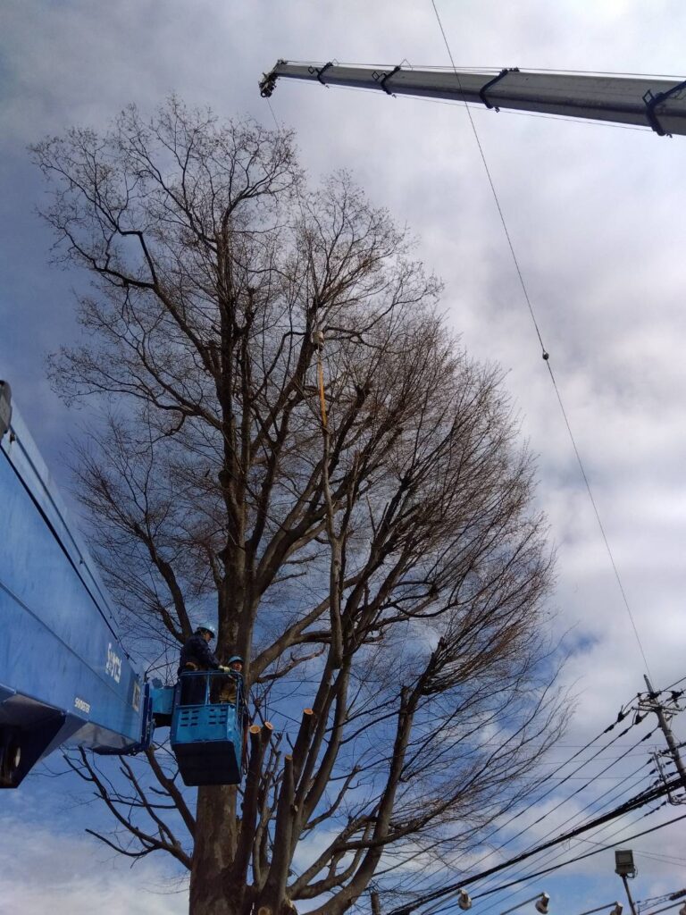 三芳町　維持管理　ケヤキ　剪定　枝下ろし　施工状況