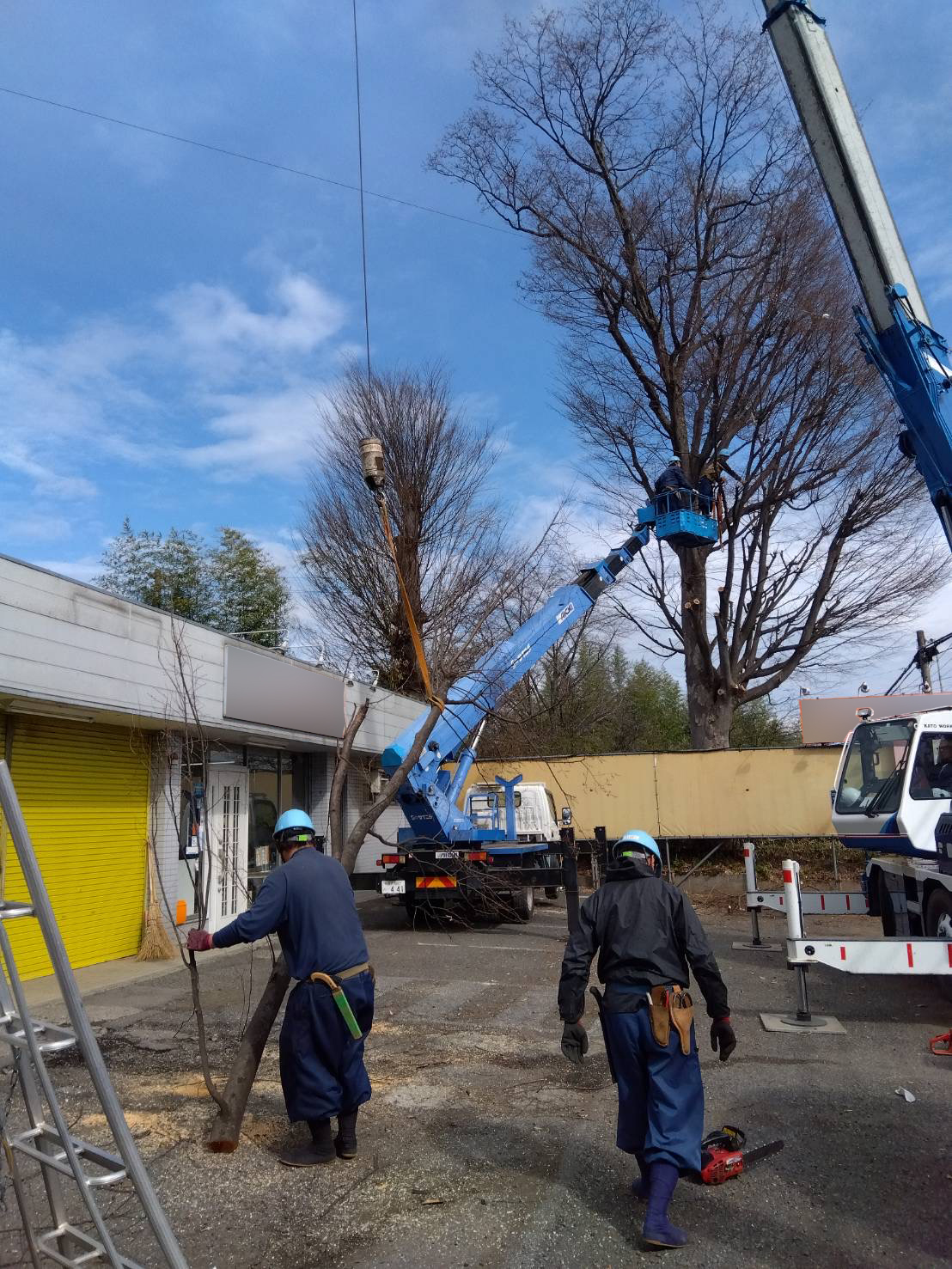 三芳町｜【維持管理】個人邸ケヤキ剪定（枝下ろし）｜民間