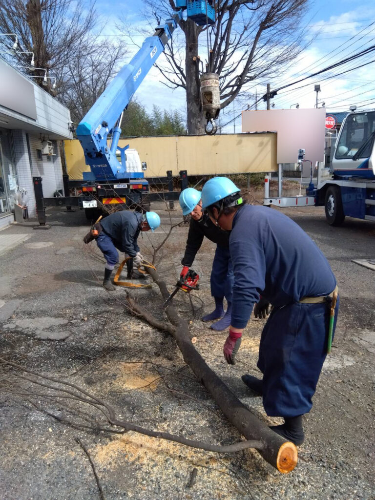 三芳町　維持管理　ケヤキ　剪定　枝下ろし　施工状況