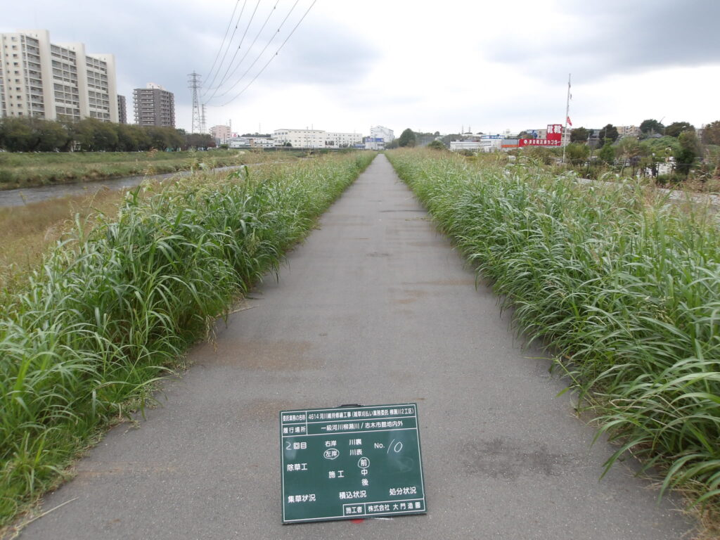 志木市　河川雑草刈払い作業　作業前