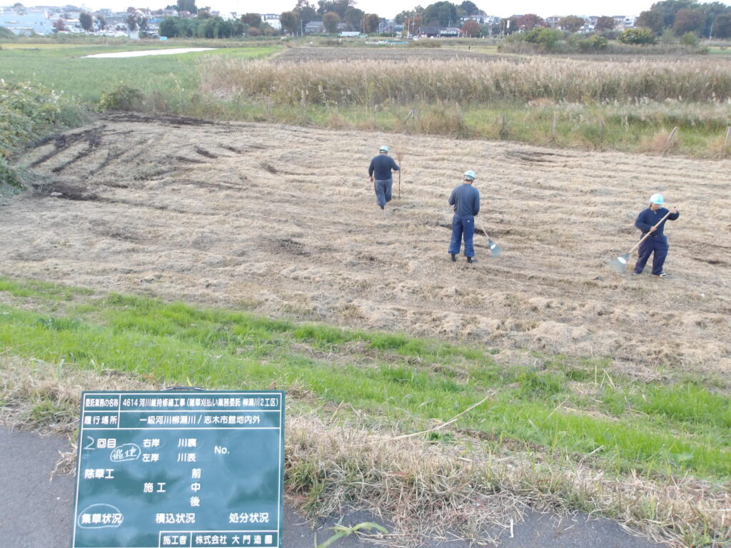 志木市　河川雑草刈払い作業　作業中（人力集草）