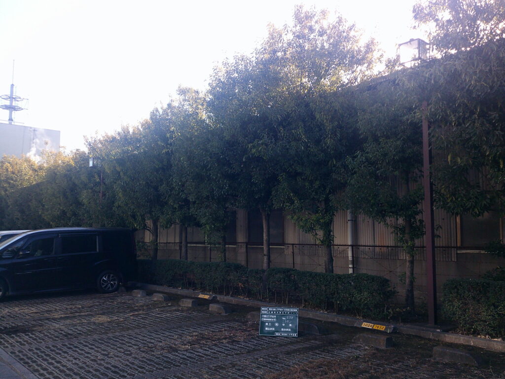 川越市　維持管理　集合住宅　樹木剪定　施工前