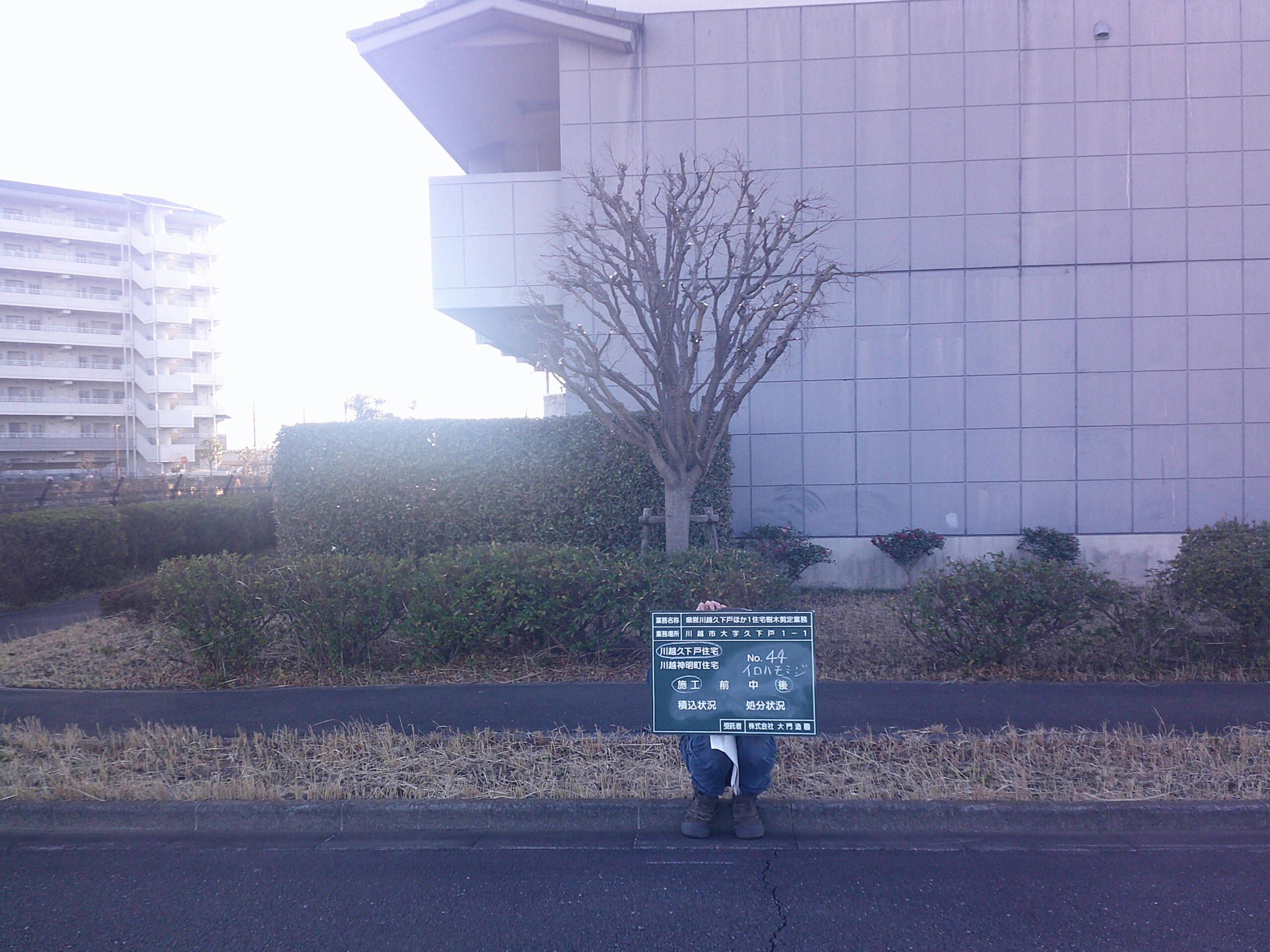 川越市|【維持管理】県営住宅樹木剪定