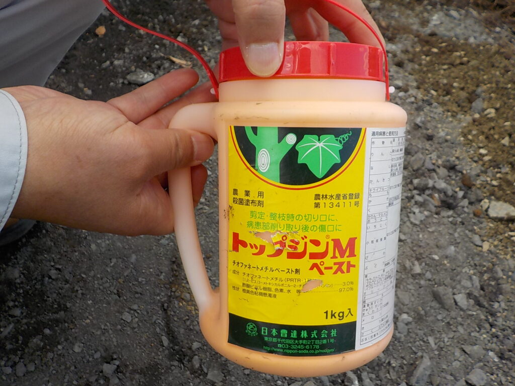 東松山市　造園工事　歩道隆起修繕　切断部癒合剤使用