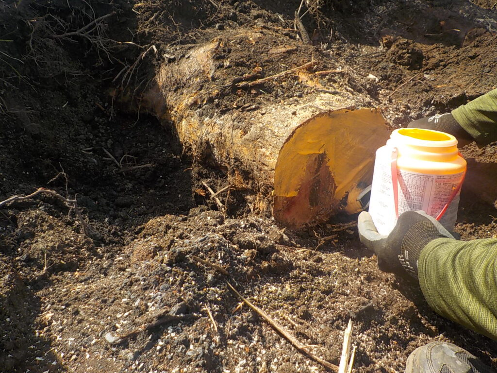東松山市　造園工事　歩道隆起修繕　根の切断部癒合剤塗布