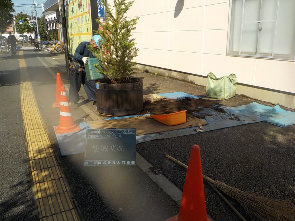 三芳町　造園工事　植栽　もみの木　植え付け状況