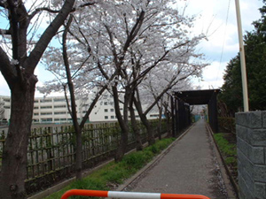 志木市　造園工事　公共事業施工写真紹介