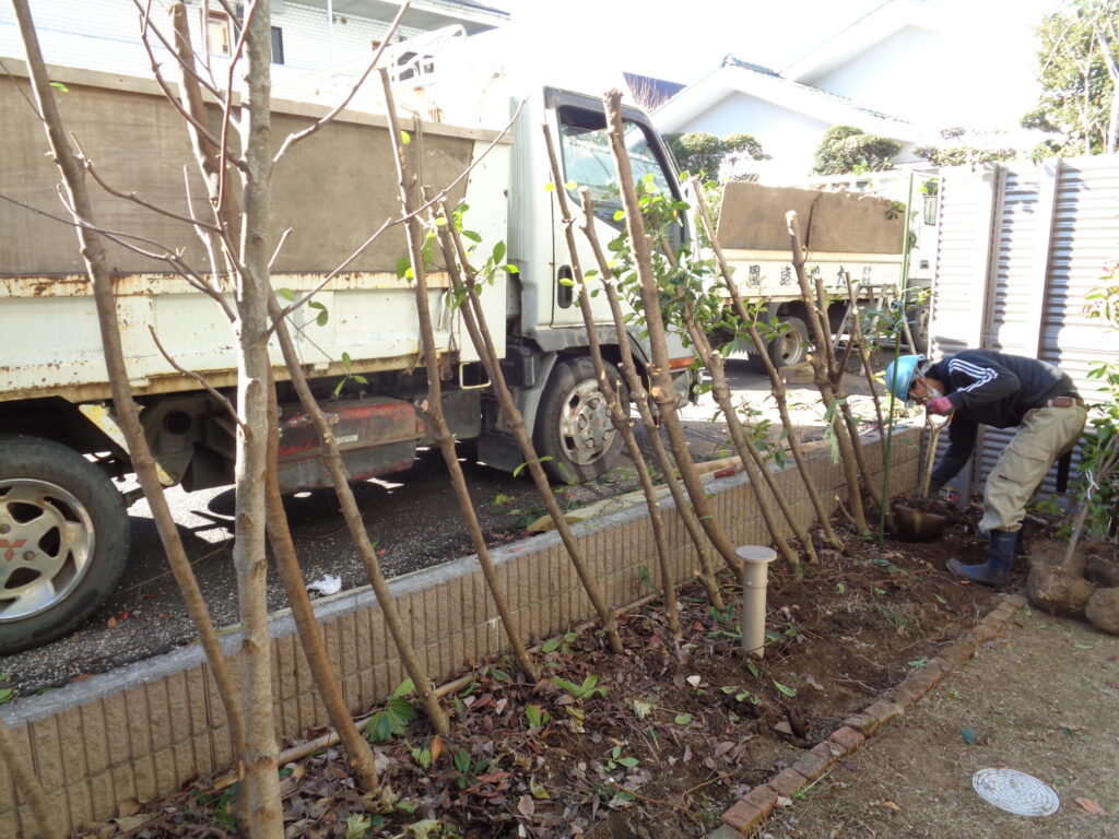 浦安市 造園工事 マンション専用庭 生垣 植替え 施工中