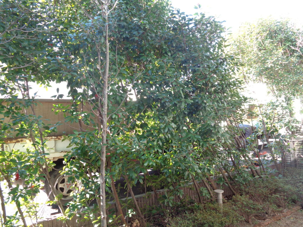 浦安市 造園工事 マンション専用庭 生垣 植替え 施工前