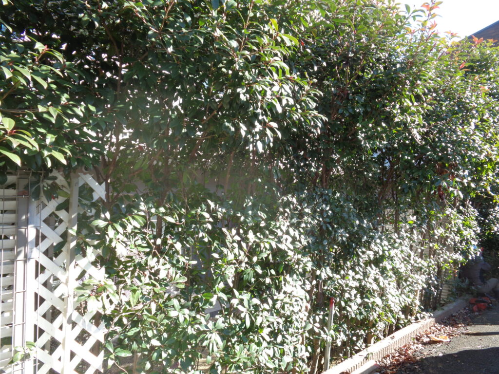 浦安市 造園工事 マンション専用庭 生垣 植替え 施工前