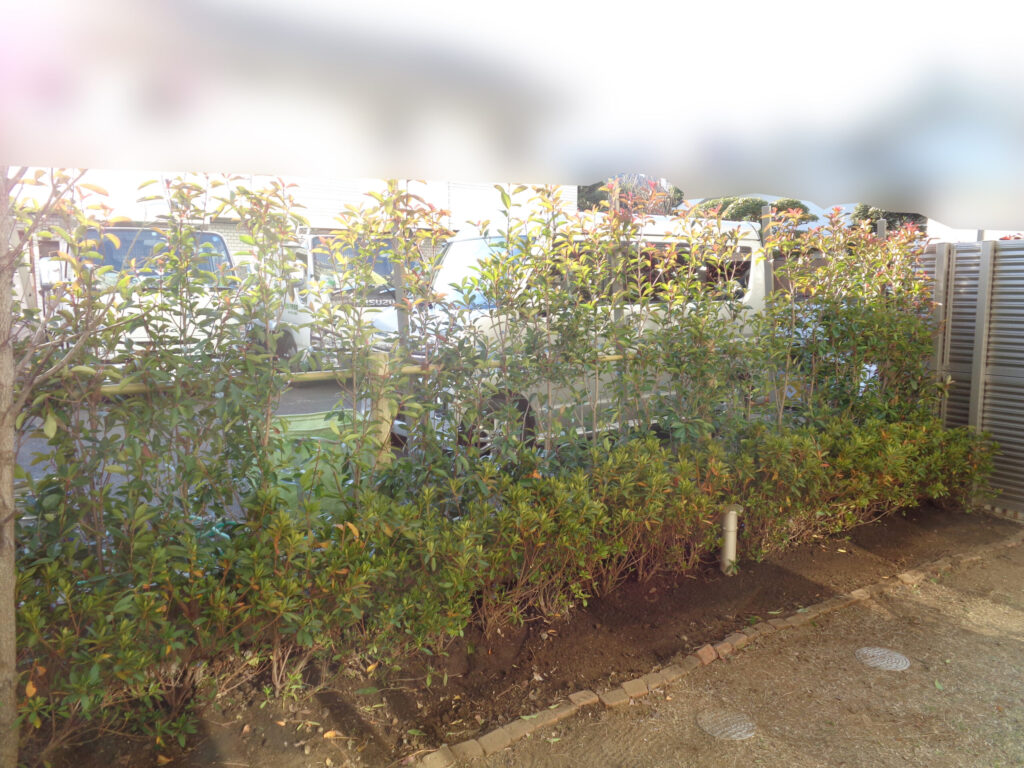 浦安市 造園工事 マンション専用庭 生垣 植替え 施工後
