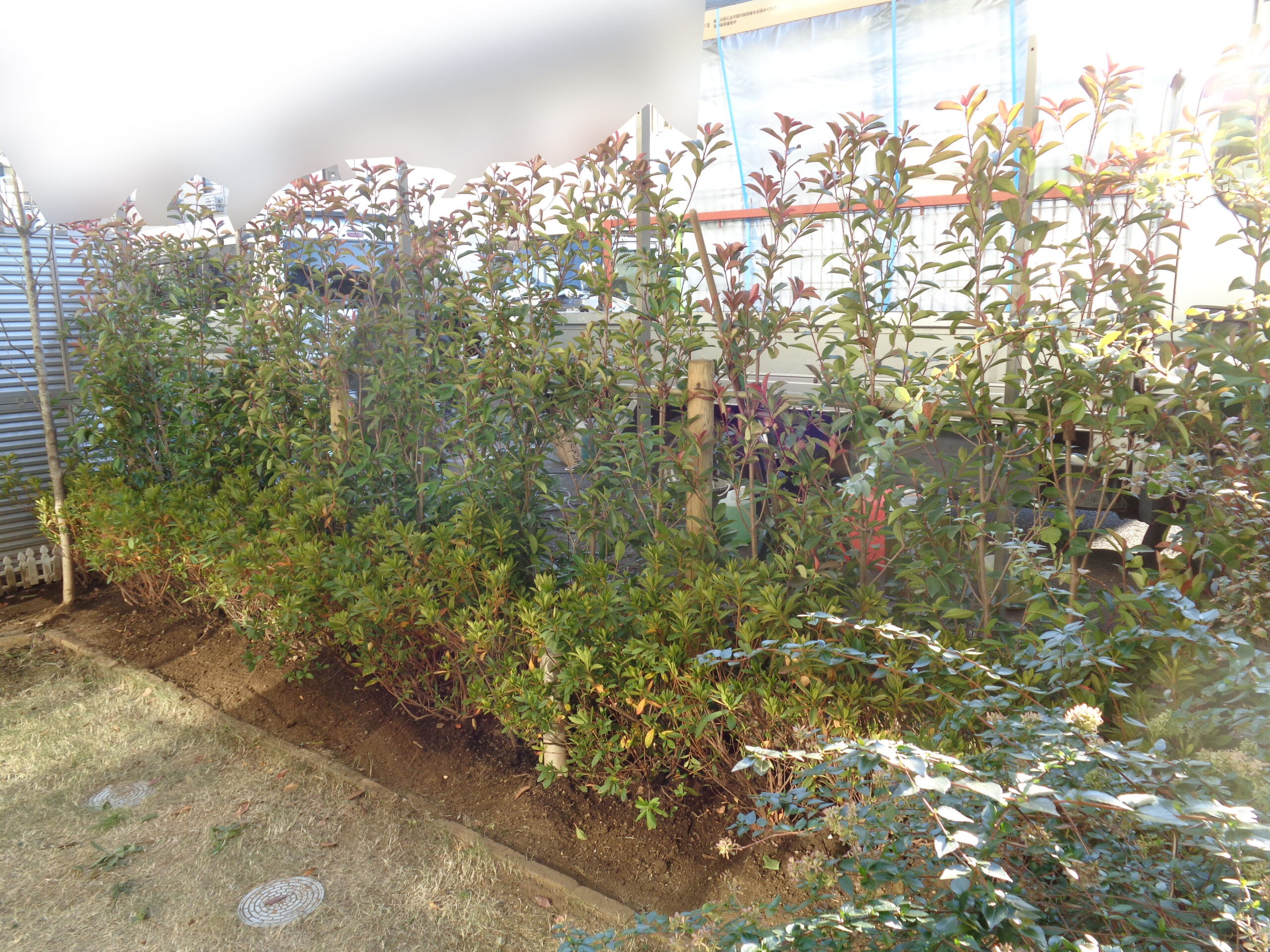 浦安市｜【造園工事】集合住宅専用庭樹木植替え