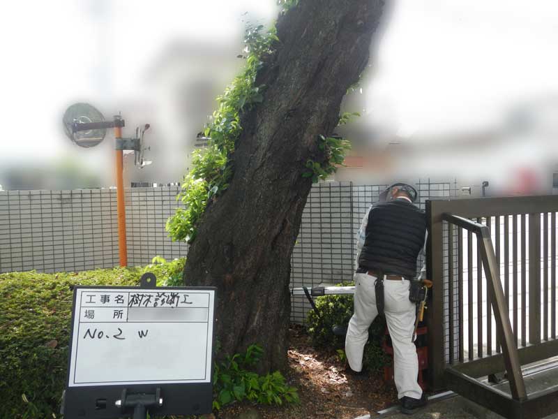 三芳町　診断調査　樹木診断　レジストグラフ