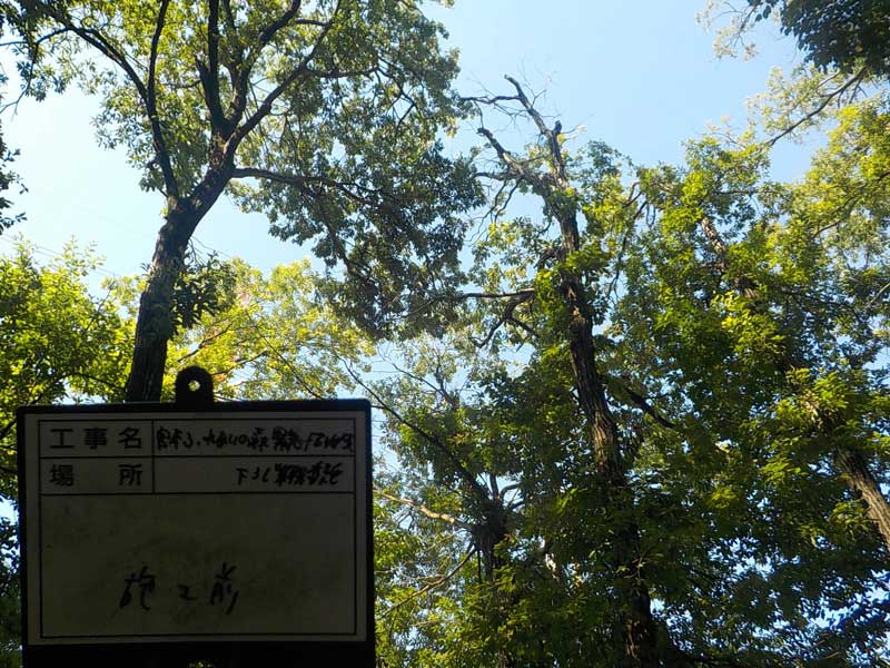 三芳町 緊急作業 高所枯れ枝切除 施工前