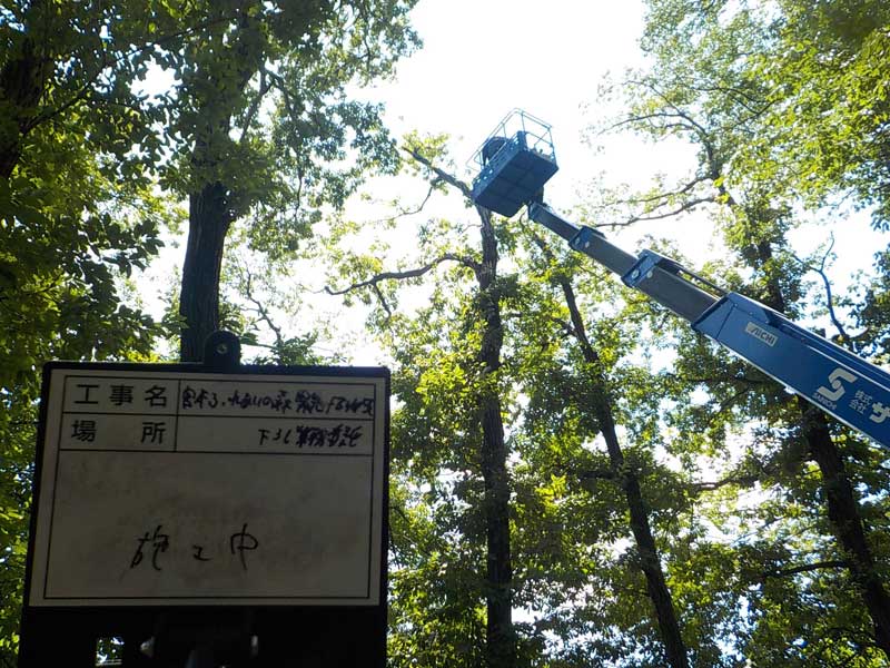 三芳町　緊急作業　高所枯れ枝切除　施工中