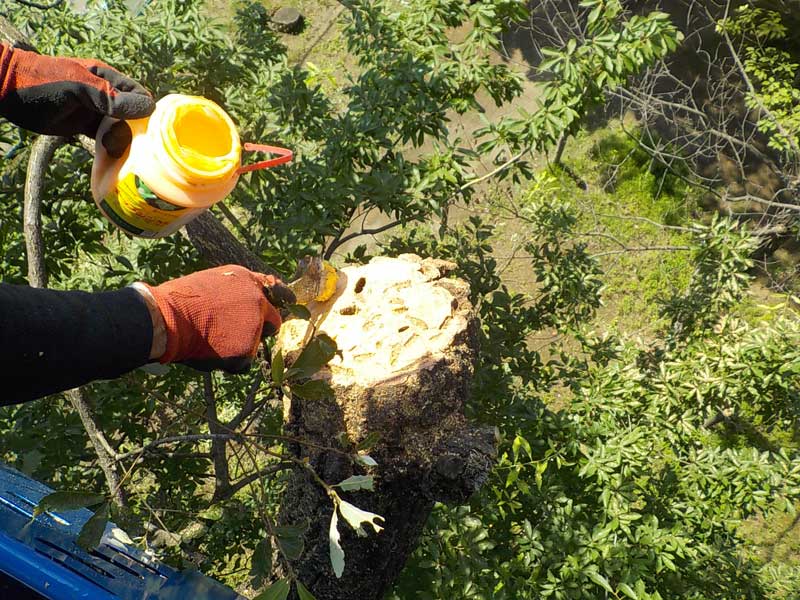 三芳町　緊急作業　高所枯れ枝切除　癒合剤塗布