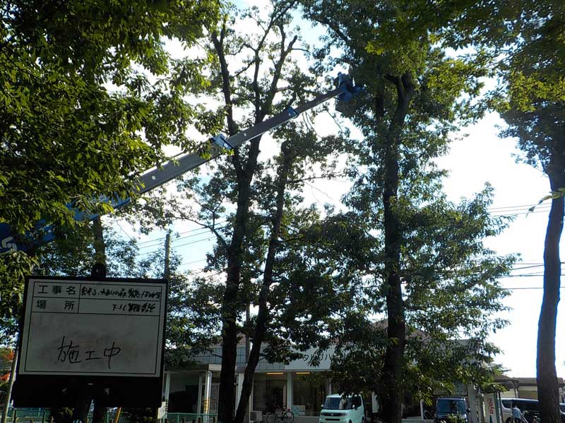 三芳町　緊急作業　高所枯れ枝切除