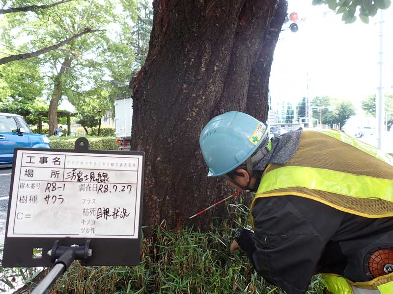 クビアカツヤカミキリ 食害被害有無の目視確認
