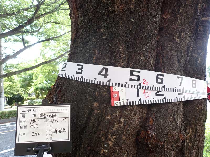 クビアカツヤカミキリ 食害被害樹管理